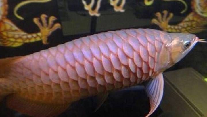 龍魚立鱗病怎么治最快呢用什么藥，如何治療龍魚立鱗病