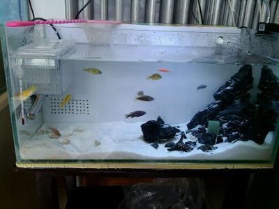 龍魚不吃魚糧怎么辦：龍魚不吃魚糧可能是由于多種原因導致的