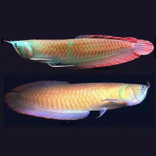 七彩銀龍魚價格和圖片