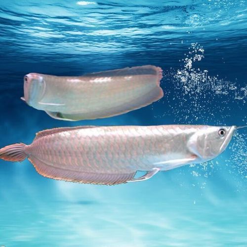 七彩銀龍魚價格和圖片