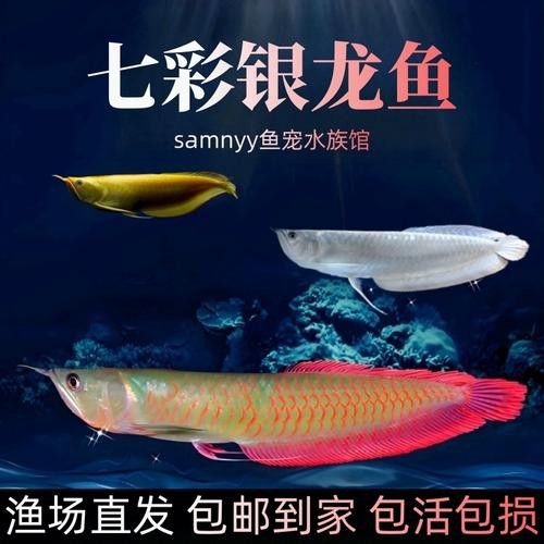 七彩銀龍魚價格和圖片