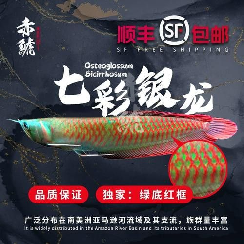 七彩銀龍魚價格和圖片