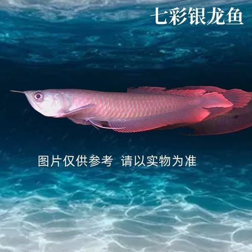 七彩銀龍魚價格和圖片