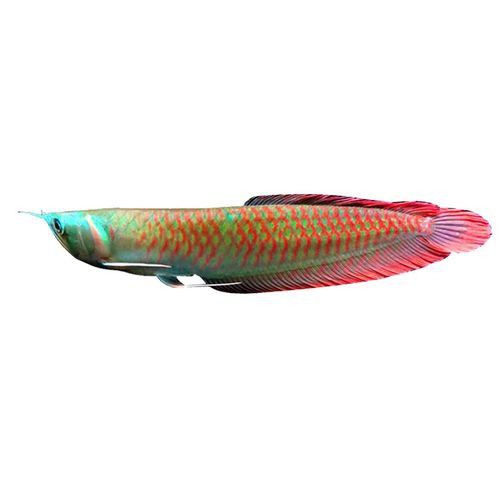 七彩銀龍魚價格和圖片
