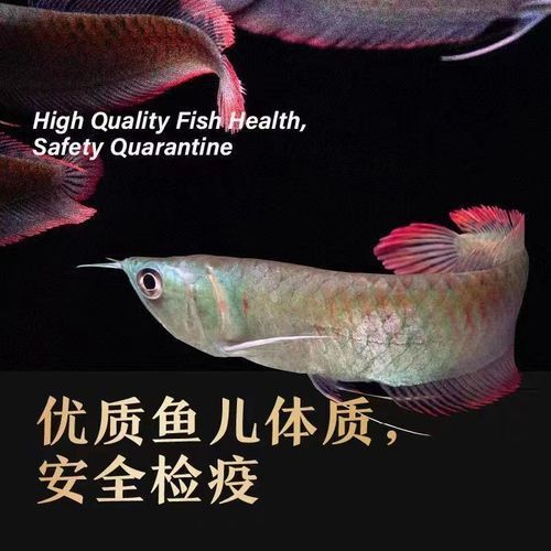 七彩銀龍魚價格和圖片