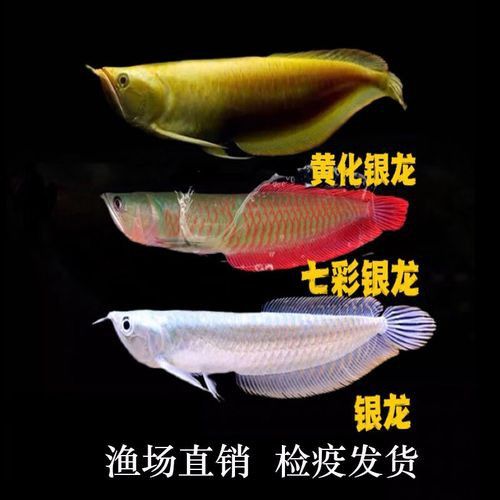 七彩銀龍魚價格和圖片