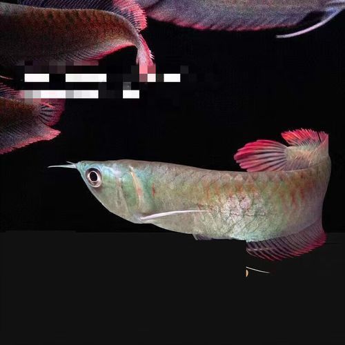 七彩銀龍魚價格和圖片