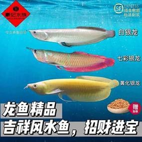 七彩銀龍魚價格和圖片