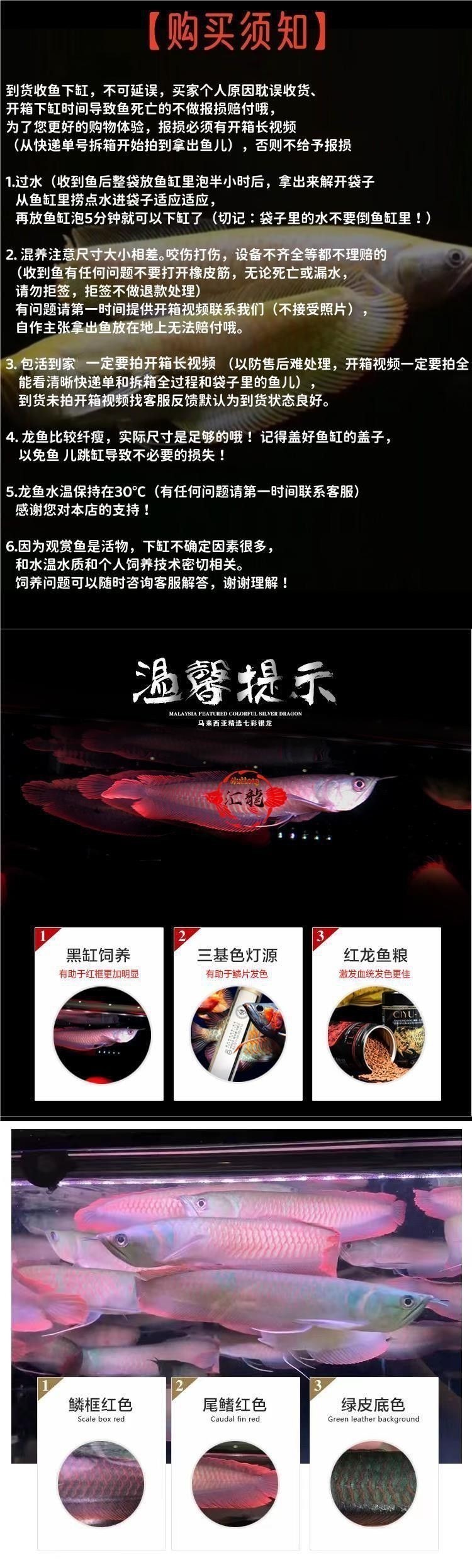 七彩銀龍魚價格和圖片