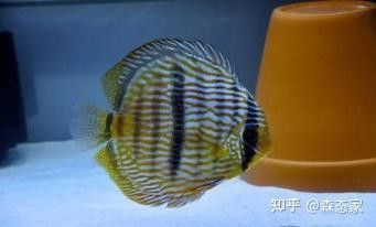 七彩銀龍魚價格和圖片