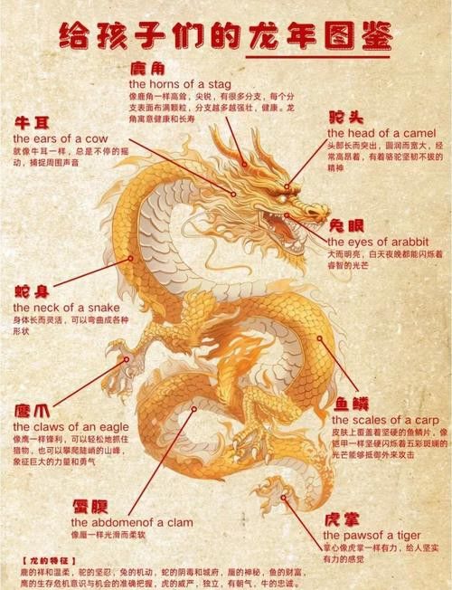 金龍魚怎么看品相圖解圖片