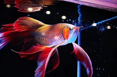 龍魚(yú)魚(yú)缸水位多少合適呢怎么擺放：龍魚(yú)魚(yú)缸擺放位置 龍魚(yú)魚(yú)缸水位多少合適呢怎么擺放：龍魚(yú)魚(yú)缸擺放位置 龍魚(yú)百科 第1張