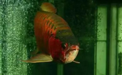 龍魚(yú)魚(yú)缸水位多少合適呢怎么擺放：龍魚(yú)魚(yú)缸擺放位置 龍魚(yú)魚(yú)缸水位多少合適呢怎么擺放：龍魚(yú)魚(yú)缸擺放位置 龍魚(yú)百科 第2張