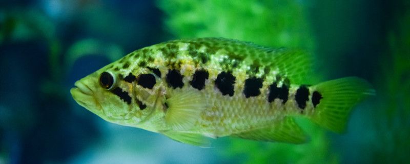 新買的魚怎么和老魚合缸新魚合缸有哪些步驟