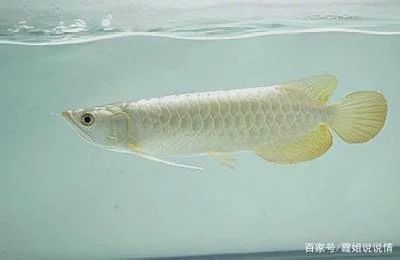 龍魚的眼睛顏色并非固定不變：龍魚的眼睛是紅色的嗎