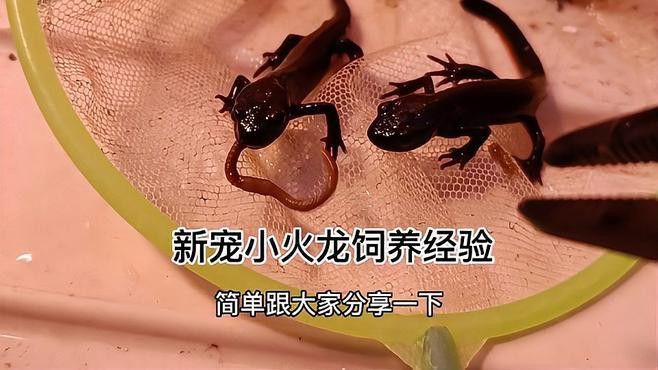 小火龍蠑螈的最佳飼養環境是什么？