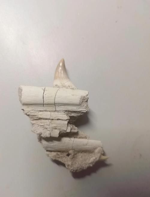 有沒有鱷魚和恐龍的合照？