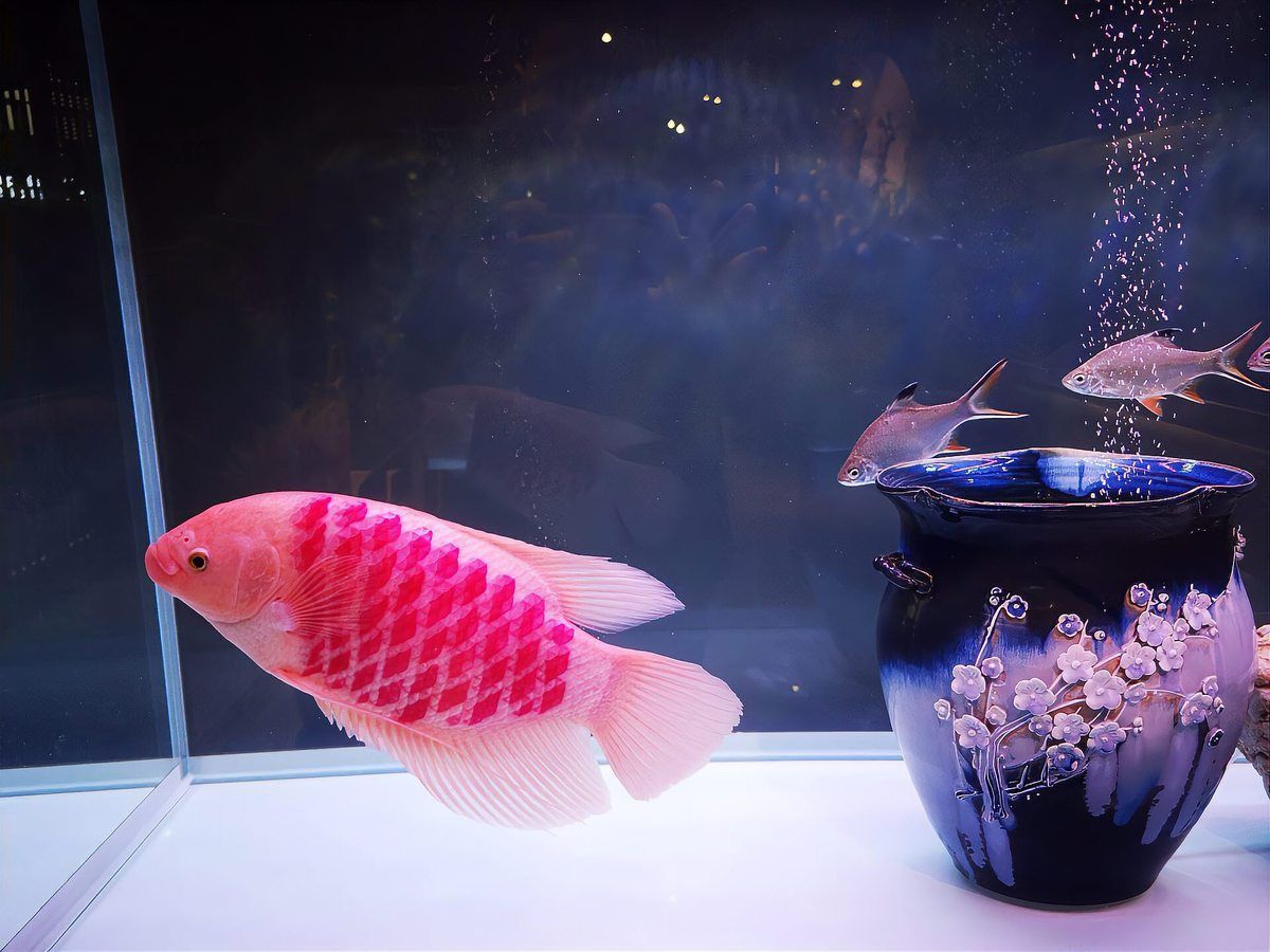 羅漢魚(yú)一般人壓不住嗎