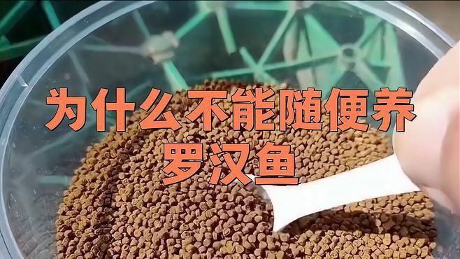 羅漢魚(yú)一般人壓不住嗎