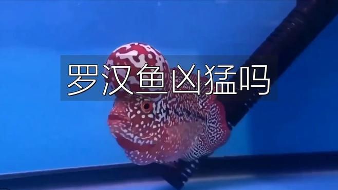 羅漢魚(yú)一般人壓不住嗎
