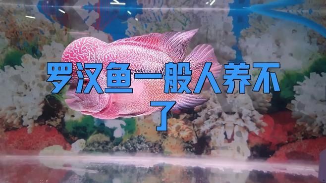 羅漢魚(yú)一般人壓不住嗎