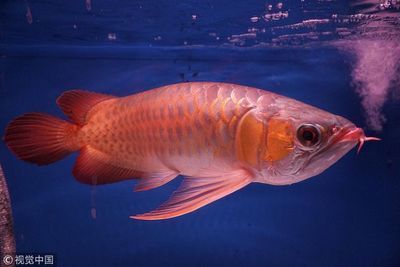 金龍魚的核心競爭力：金龍魚核心競爭力使得金龍魚在市場上保持領先地位