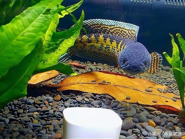 龍魚蒙眼的原因和治療方法是什么呢圖片大全