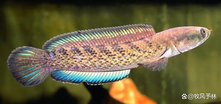 彩虹雷龍魚能活幾年