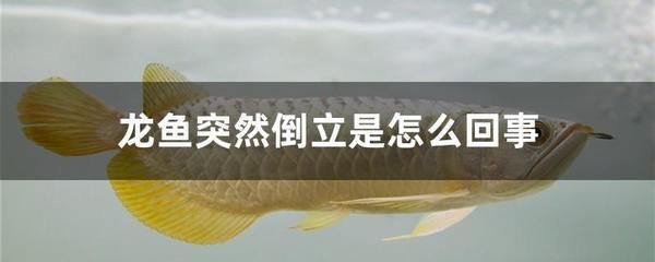 龍魚倒立了能救活嗎為什么：龍魚倒立了能救活嗎