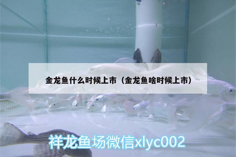 金龍魚什么時候上市（金龍魚啥時候上市） 金龍魚什么時候上市（金龍魚啥時候上市） 龍魚百科 第1張