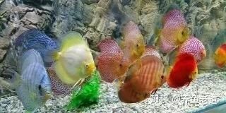 為什么養龍魚水位都很低：為什么養龍魚水位很低