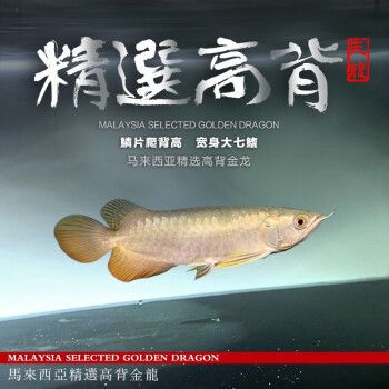 賽級金龍是雜牌子嗎