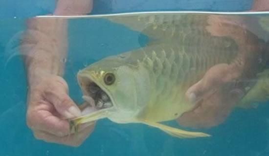 金龍魚一直張嘴呼吸拒食怎么治：金龍魚拒食與張嘴呼吸可能是由于多種原因引起的 金龍魚一直張嘴呼吸拒食怎么治：金龍魚拒食與張嘴呼吸可能是由于多種原因引起的 龍魚百科 第3張