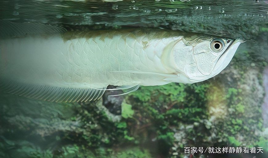 銀龍魚苗養多久才會大魚吃