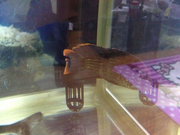 龍魚尾巴開叉什么原因：龍魚尾巴開叉可能由多種因素引起，