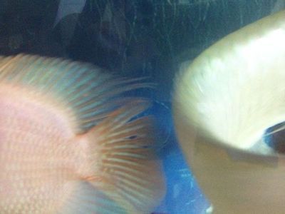 龍魚尾巴開叉什么原因：龍魚尾巴開叉可能由多種因素引起，