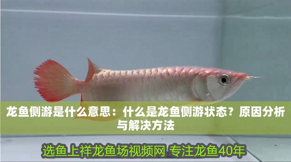 龍魚側游是什么意思：什么是龍魚側游狀態？原因分析與解決方法 龍魚側游是什么意思：什么是龍魚側游狀態？原因分析與解決方法 龍魚百科 第1張