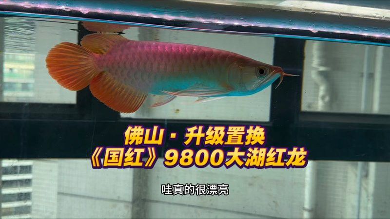 推薦幾家信譽良好的短身紅龍魚漁場