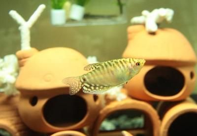 觀賞魚龍魚能吃嗎怎么養：觀賞魚龍魚能吃嗎，怎么養？