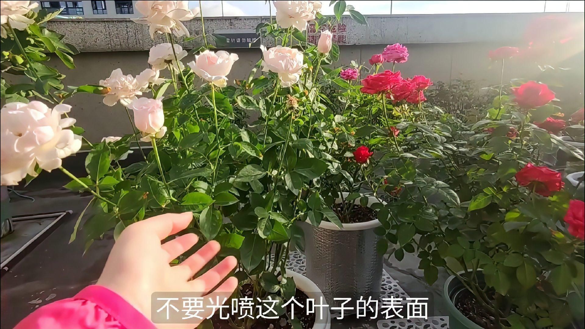 如何預(yù)防和治療黑斑病？