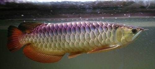 西安龍魚手術（關于西安龍魚手術的信息，醫生們需要確保龍魚在手術期間保持靜止和安全）