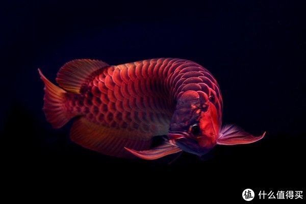 夢幻易購龍魚商城怎么進（夢幻易購龍魚商城如何進入）