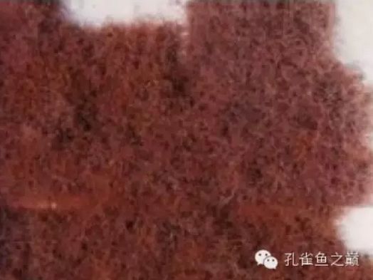 招財龍魚怎么養殖：養殖招財龍魚的注意事項
