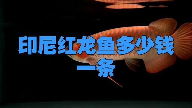 紅色龍魚的價格范圍是多少？