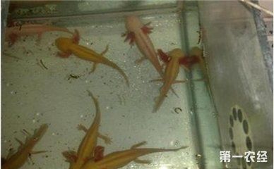 龍魚飼養方法和技巧：龍魚飼養方法和技巧和技巧 龍魚飼養方法和技巧：龍魚飼養方法和技巧和技巧 龍魚百科 第1張
