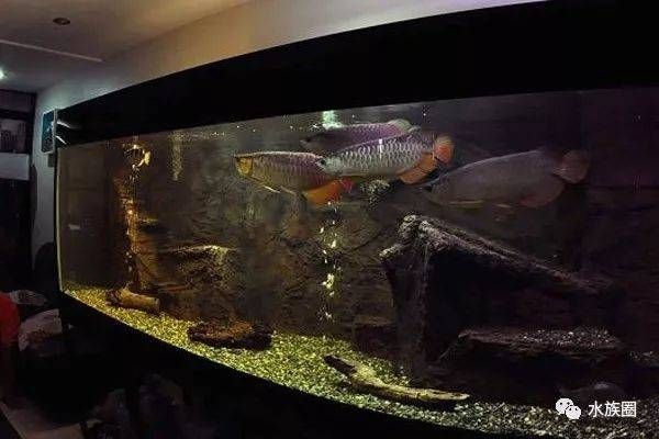 龍魚飼養方法和技巧：龍魚飼養方法和技巧和技巧 龍魚飼養方法和技巧：龍魚飼養方法和技巧和技巧 龍魚百科 第2張