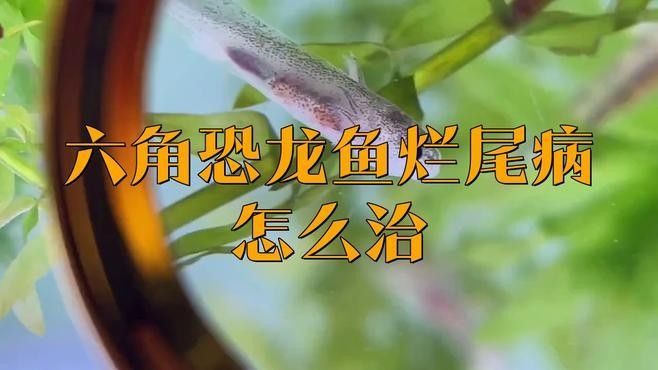 龍魚(yú)爛尾病需要多<strong><mark>久治</mark></strong>療？