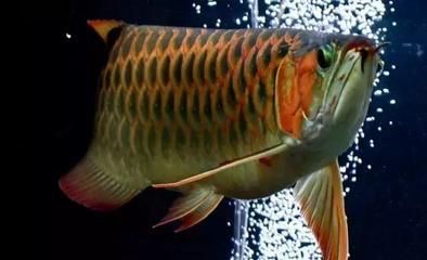 龍魚購買渠道有哪些呢，龍魚養殖技巧分享如何辨別龍魚健康龍魚品種特色介紹