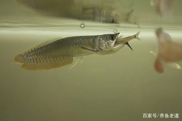 銀龍魚蔬菜添加時機：銀龍魚蔬菜添加比例控制 銀龍魚蔬菜添加時機：銀龍魚蔬菜添加比例控制 龍魚百科 第2張