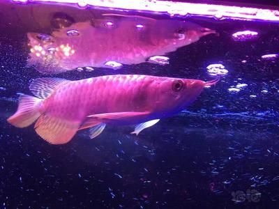 大型金龍魚